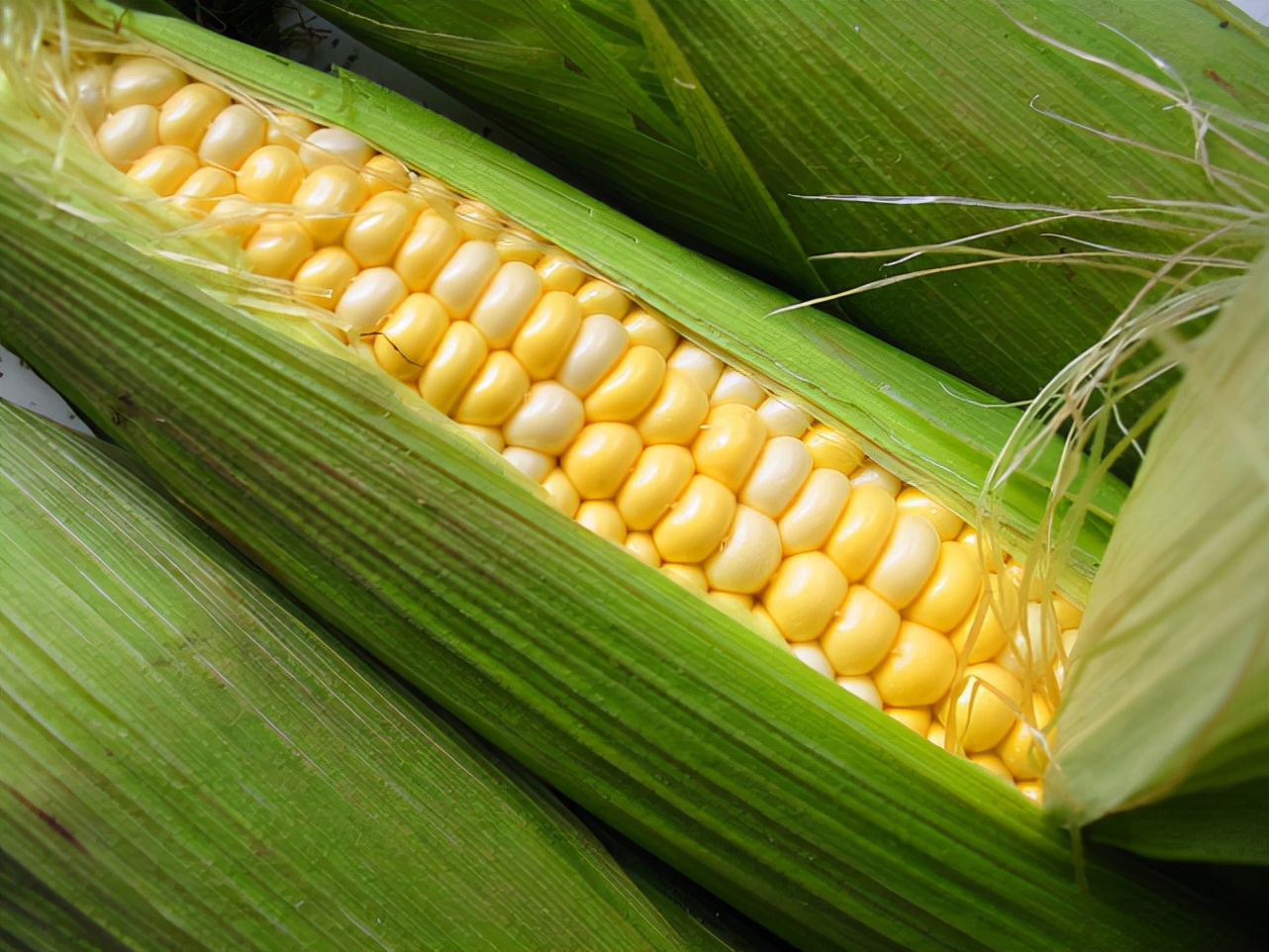 玉米价格回温上涨