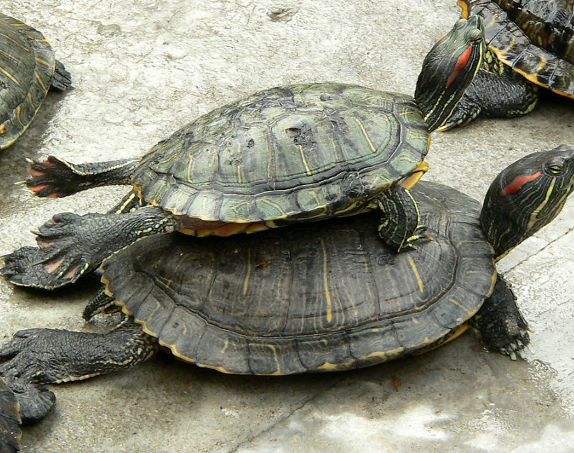 最好養活的動物！養龜怎麽養才不會死掉？平常都吃什麽呢？