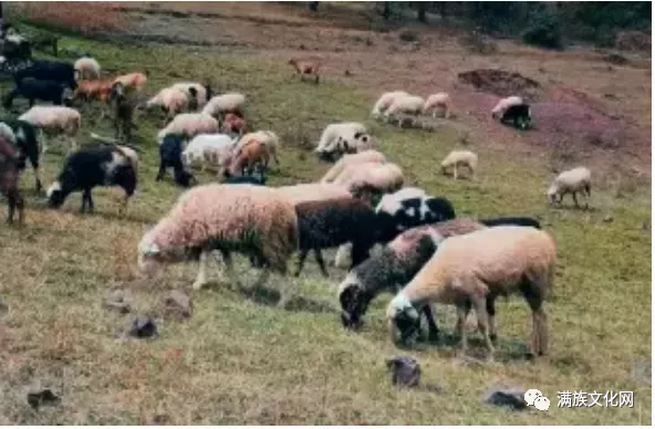 大清曾迁移一部分云南白族人到黑龙江担任“站