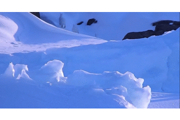 北極兔趴雪地里超萌，但這兔子只要一站起來，絕對能把你嚇到