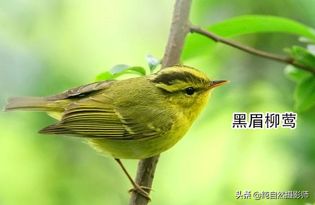莺科 中国最小鸟类也是叫声最好听鸟类49种您认识几种？