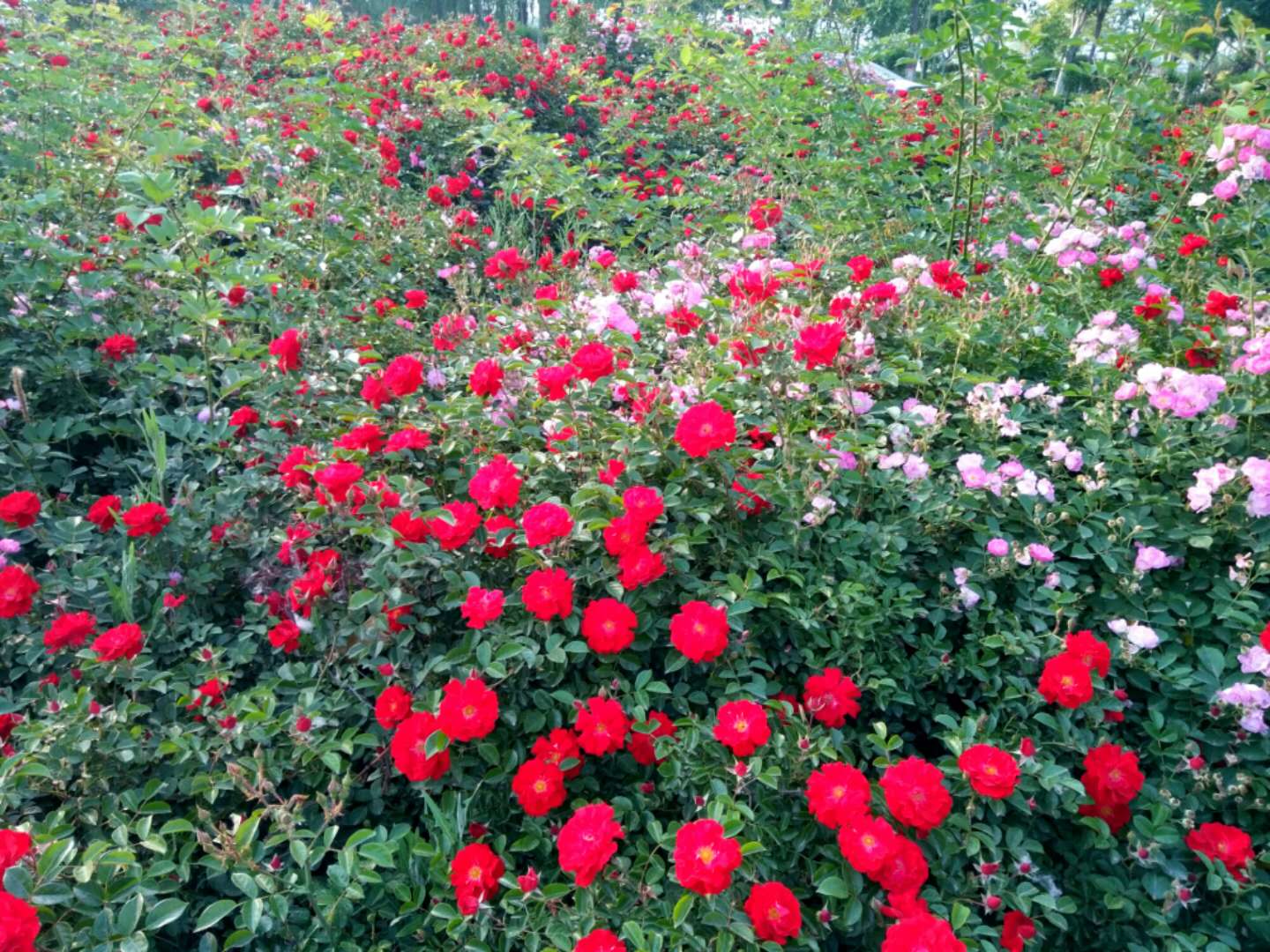 生活拾趣 月季花開在冬初 中國熱點