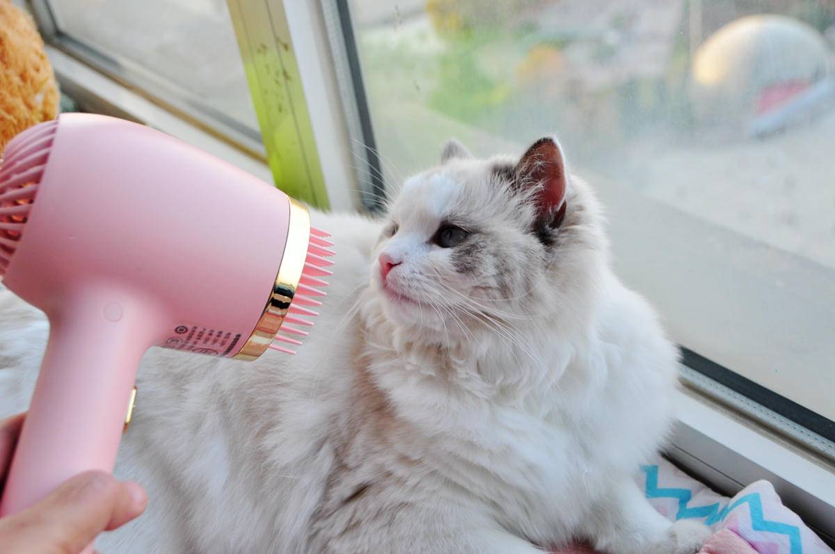 呵护宠物从吹梳开始，嗷喵喵智能宠物吹风梳体验