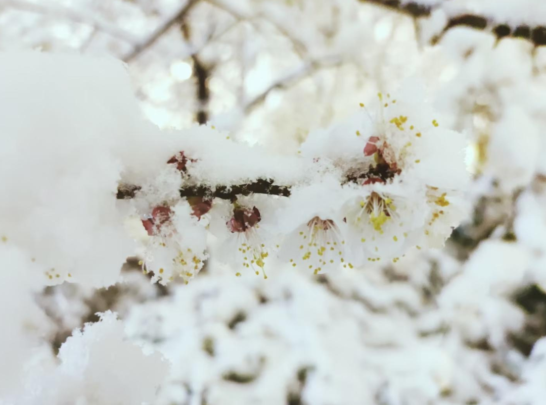 春雪初消好问程，十首春雪的诗词，看银装素裹如画风景-第18张图片-诗句网