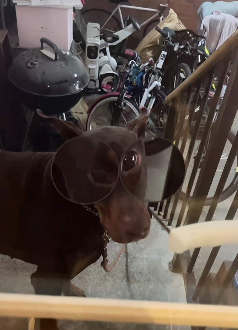 11岁王诗龄近照太美！挑染灰发气质成熟，戴定制款手链豪宅内玩狗