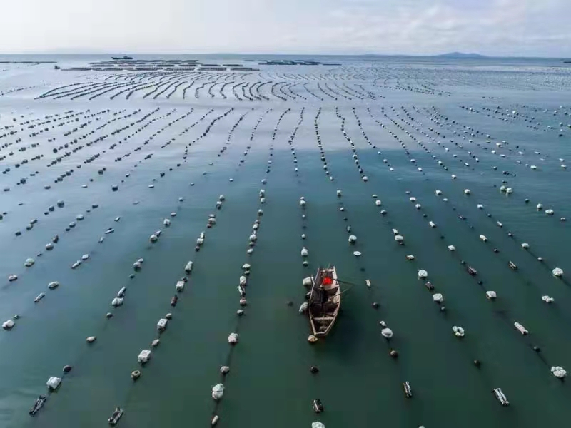 《蓝色经济对话》视频访谈王诗成谈“海上粮仓建设”