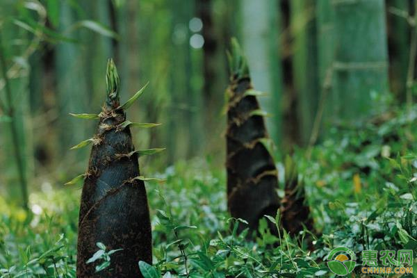竹笋的价格多少钱一斤？高产竹笋需要掌握的种植技巧有哪些？