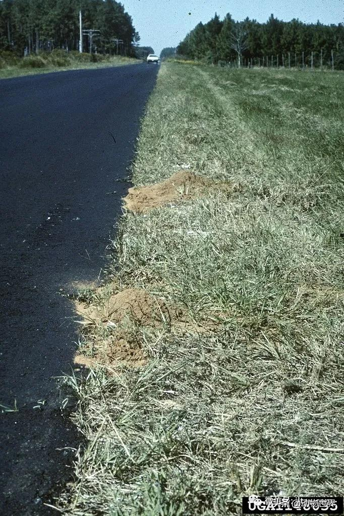 “無敵的”入侵紅火蟻