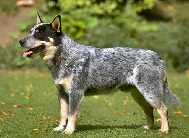 关于狗子的21个神奇冷知识，知道一半的都很了不起