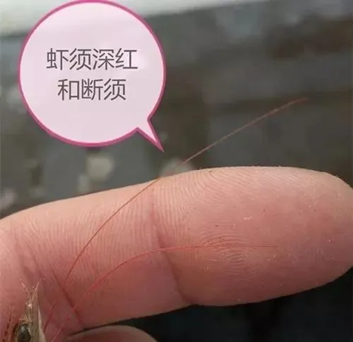 疾病发生有预兆！看虾须知虾病，对虾“断须”预示着哪种疾病？