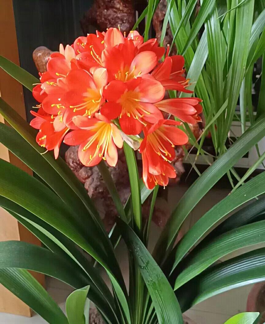 Longwood 2022 Calendar 2022 Chinese Ren Yin Year Of The Tiger Art Calendar Bai Yizhi Chinese  Painting Art - Inews