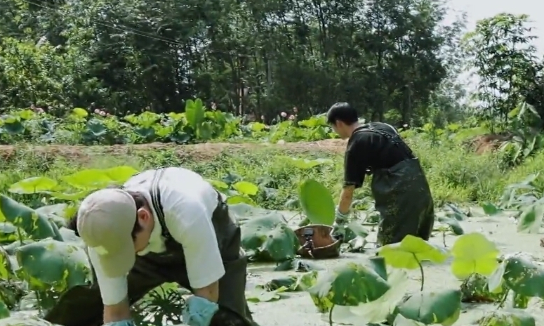 向往的生活：挖藕全程擺拍？張子楓多個(gè)鏡頭說(shuō)明一切，網(wǎng)友：沒(méi)瞎