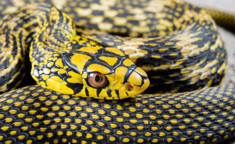 盤點 食蛇性 最強的毒蛇 吃蛇就像吃 辣條 一條吃完又一條 資訊咖