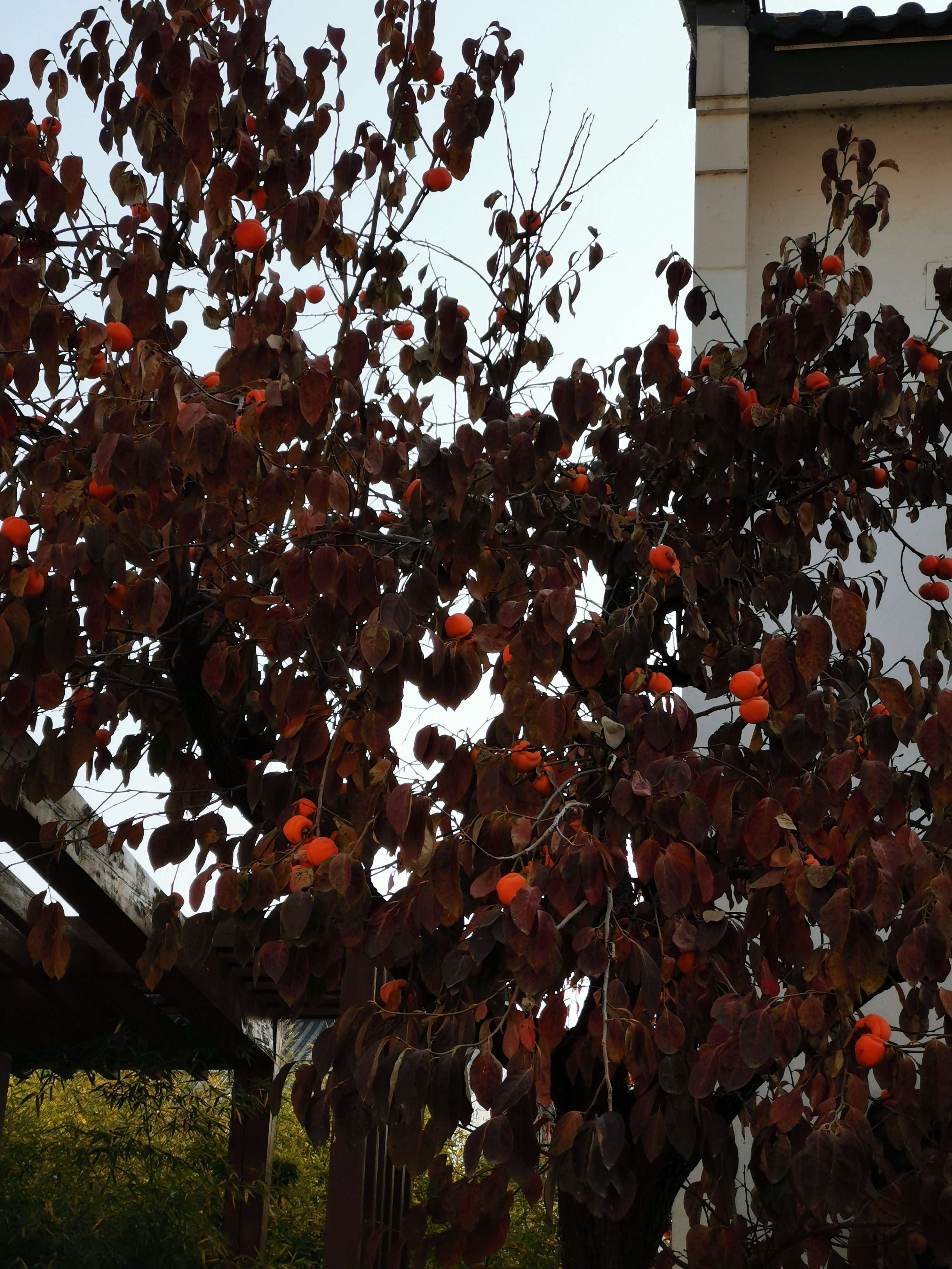 初冬的涉县赤水湾有一种美，叫柿子红了