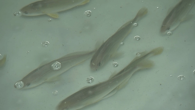 还有染色放流鱼苗计数法,先对鱼苗池作采样捕捞,人工计数,再把这些