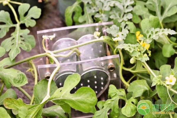 当前心形西瓜多少钱一个？有哪些主要品种？