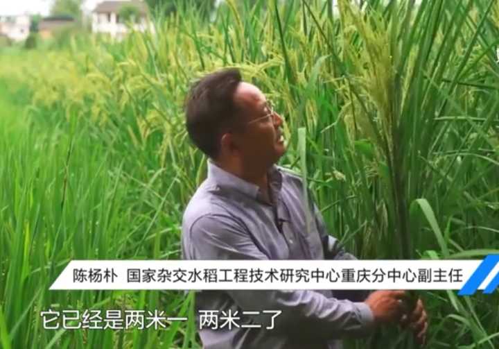 袁隆平“稻下乘凉梦”中的水稻出现了！2米高水稻在重庆试种成功