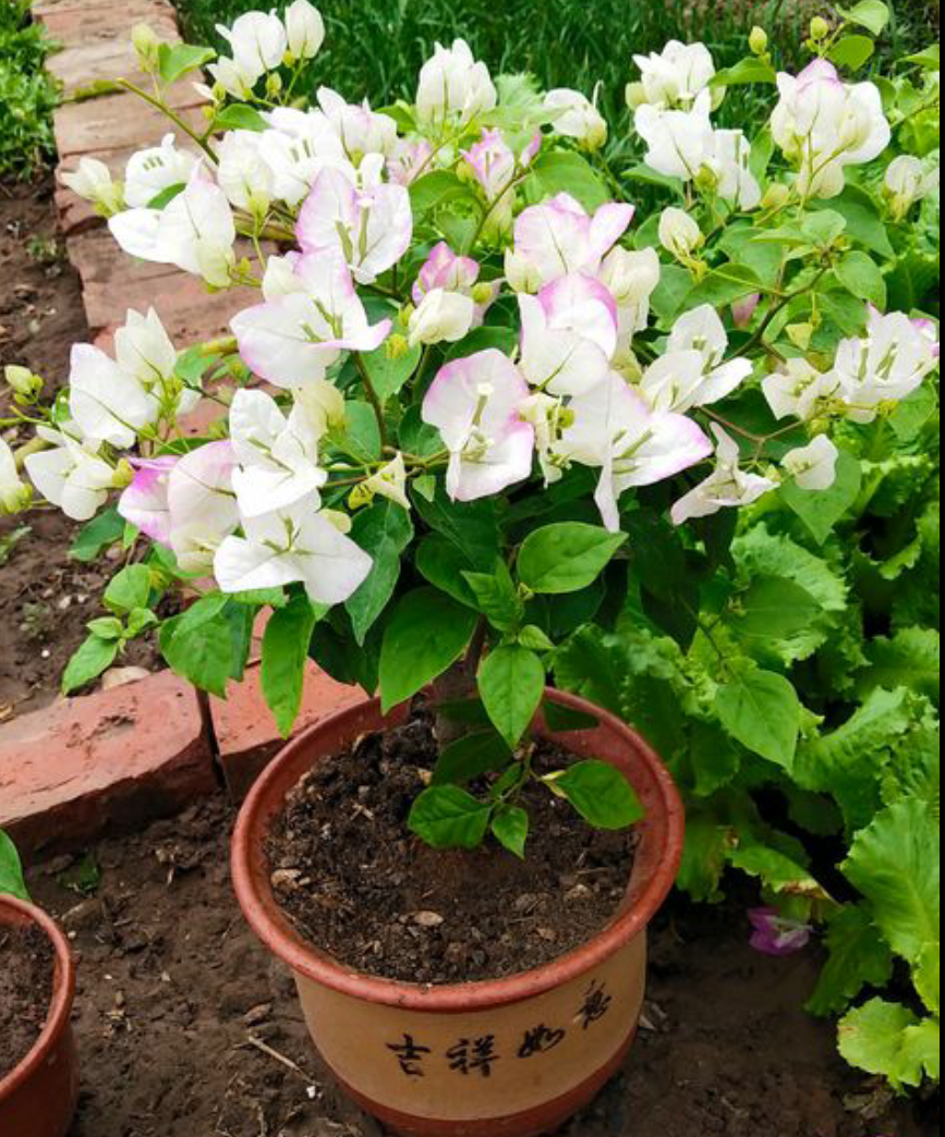 七種花在夏秋就似 開花機器 讓你賞花不停歇 現在入手正合適 燕子花語 Mdeditor