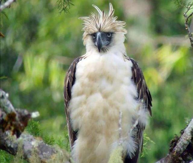 菲律宾有种吃猴子的鸟，翅膀张开2.5米，人送外号“森林飞虎”