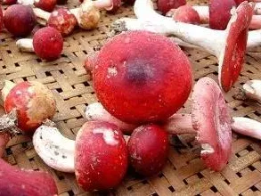 广东祖孙3人食用毒蘑菇致死，凶手又是它，别采别吃