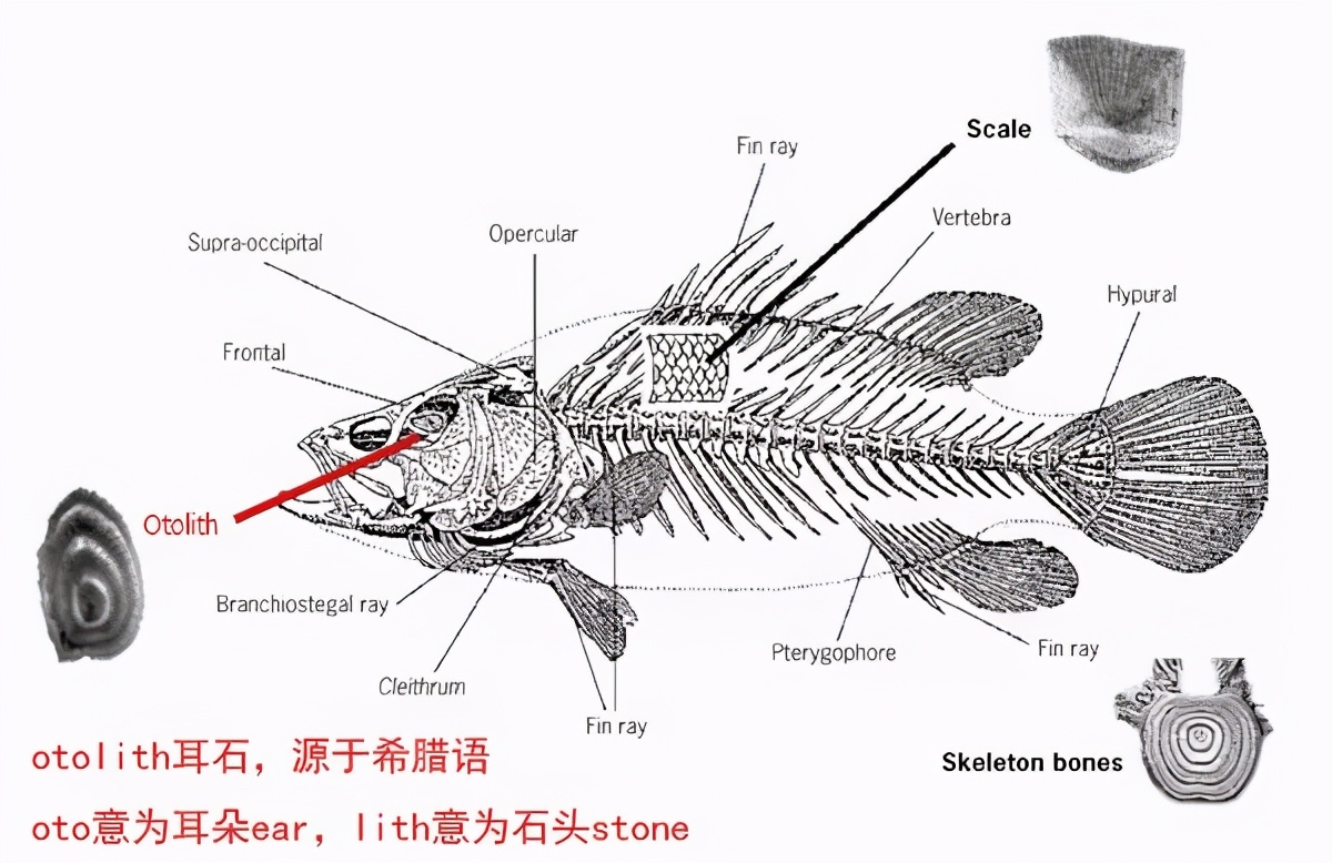 了解鱼的耳石：鱼类内耳中的硬组织，听觉、平衡和加速等感觉功能