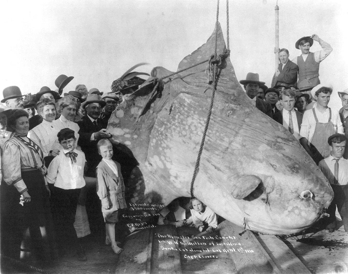 世界上最傻動物翻車魚，完全沒有自保能力，被海豹吃掉也無動于衷