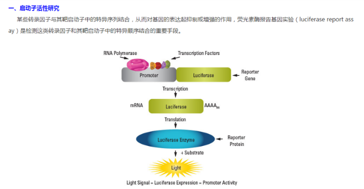 入门级！6种常见报告基因介绍下篇——荧光素酶luc你是否了解