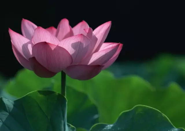 全國(guó)56個(gè)城市的市花，你是否全都了解？