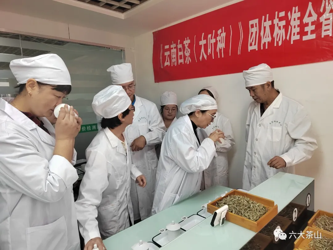 六山积极配合云南省白茶团体标准制定工作,助力云南白茶产业发展