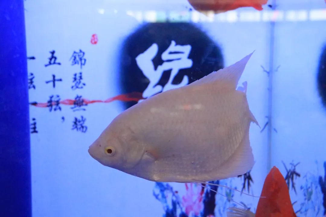 大饱眼福，第八届中国沭阳花木节竟如斯出色！你想看的全在这里…