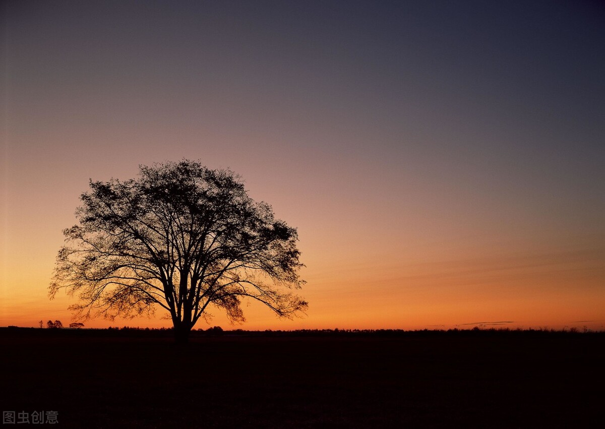 春天的新鮮野味、荒年的救命食糧、傳世的家具材料：榆樹
