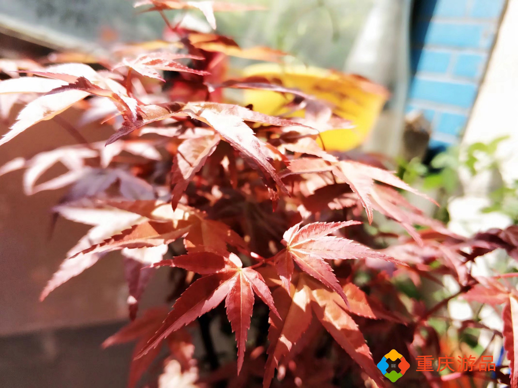 春天的一道风景线，在重庆望海花都也能买到的红枫，该怎么挑选？