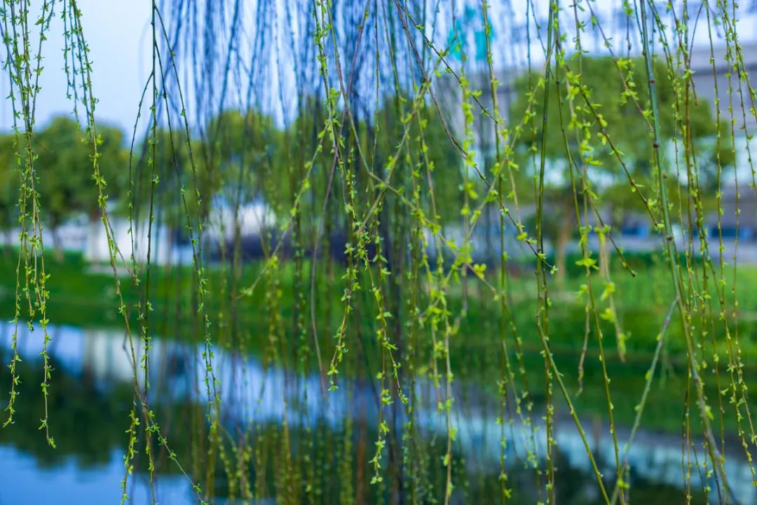 春到枝枝是绿丝，十二首咏柳的诗词，感受春天的勃勃生机-第1张图片-非凡网