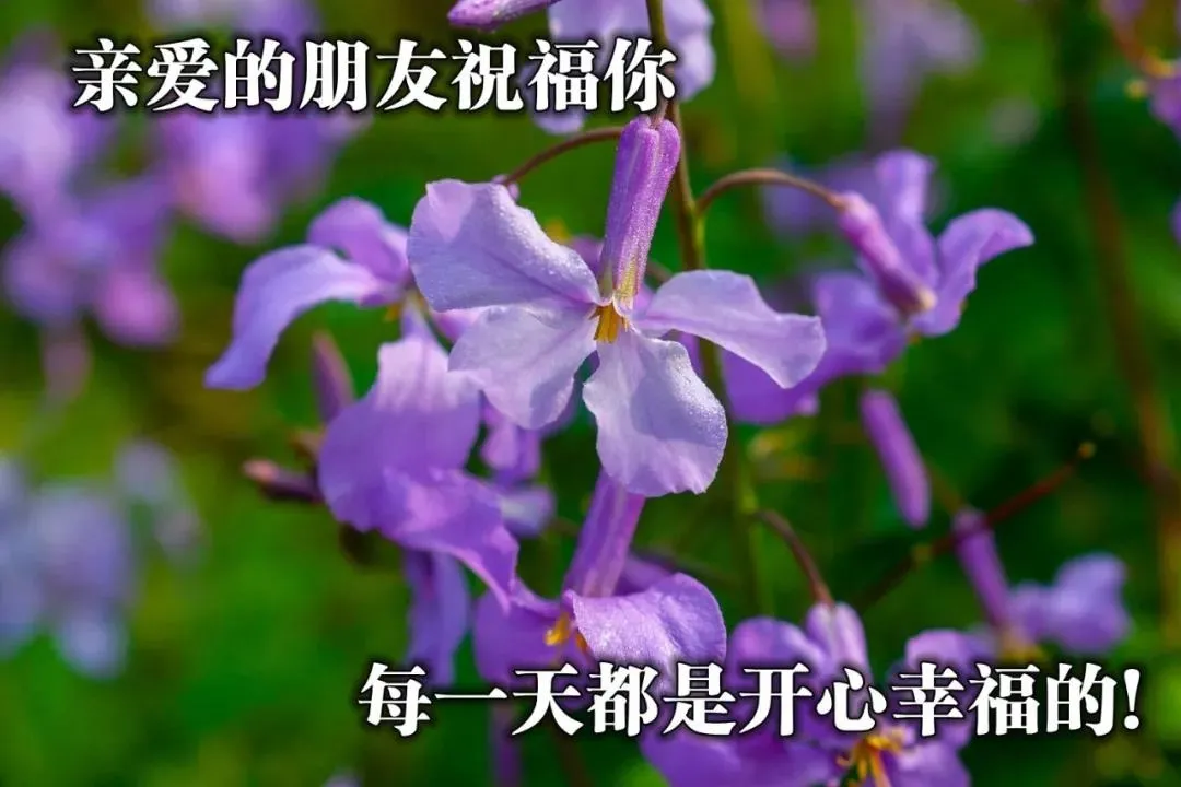 早上好问候语动态表情图文字，微信新的漂亮祝福语图片图片
