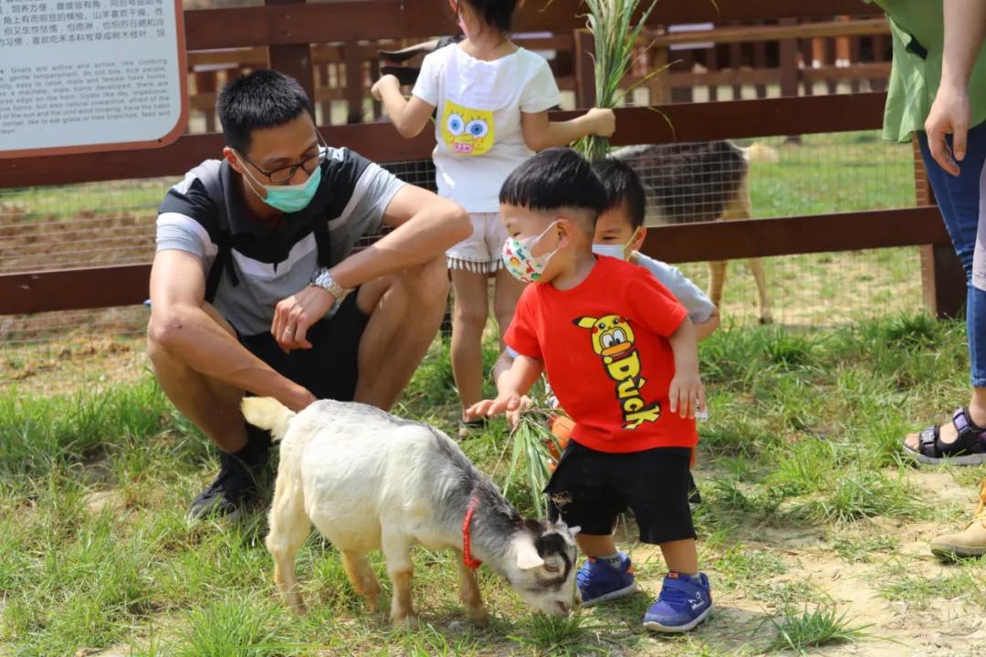 「百花盛会」油菜花开遍地黄！请收下这份来自春天的礼物