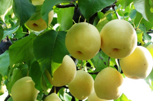 這4種水果很適合春季食用，不僅營養味美，還能幫助預防春燥