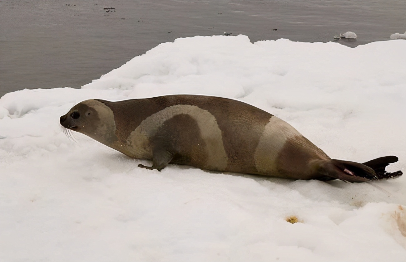 北极圈的因纽特人 为了适应资源匮乏 演化出 以妻待客 的传统 Mp头条