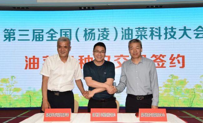 陜西首個(gè)抗根腫病雜交油菜新品種