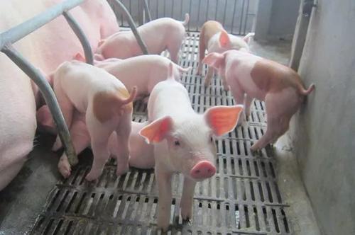 养好保育猪的关键？环境、饲养