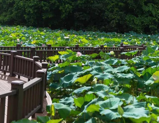 深圳十大免费特色的湖泊公园