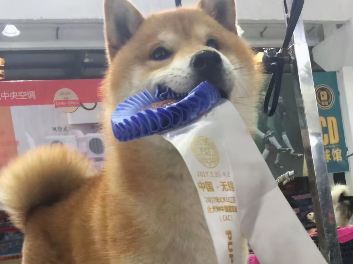 郑爽庭审后首次现身机场，状态极差需两人搀扶