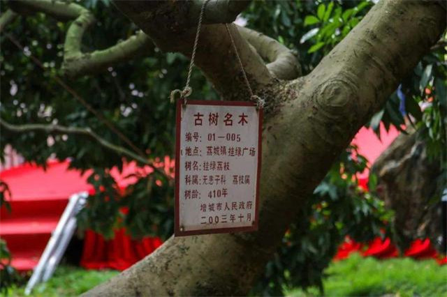 广东一荔枝世界最贵，一颗55万，杨贵妃吃过，“母树”存活400年