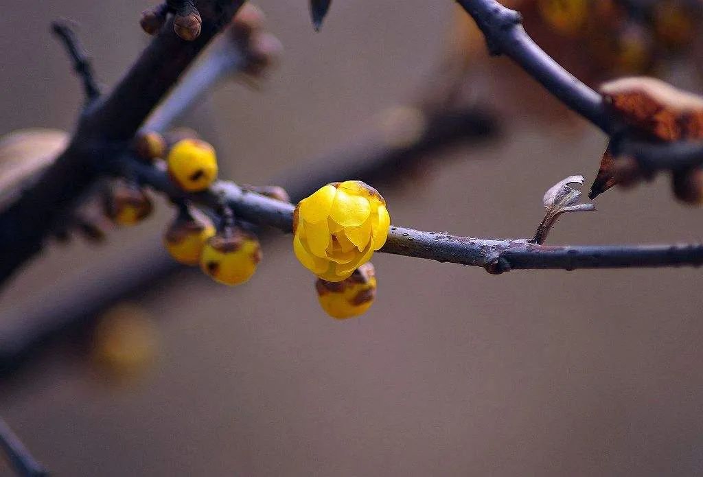 冬至之花—腊梅，斗寒傲霜，一股清香-第17张图片-诗句网