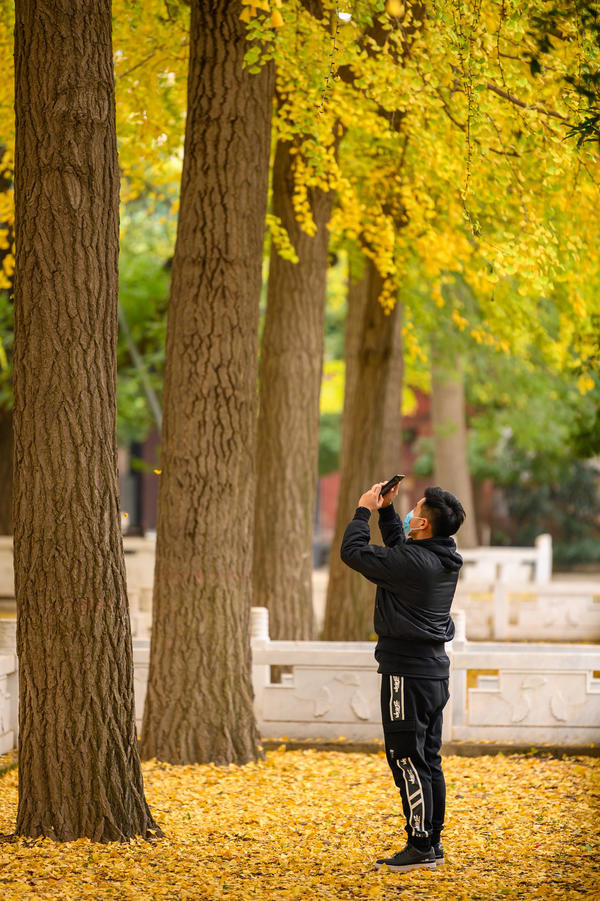 随手一拍就是大片！银杏染初冬，郑州这场“金色盛宴”等你打卡