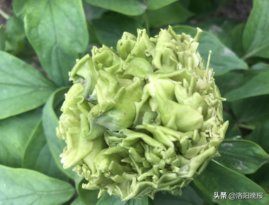 4月10日洛阳牡丹花情预报 河洛旅游网