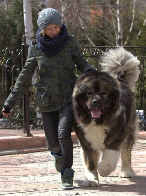 热门推荐 关于巨型高加索犬图片和高加索犬图片价格 浆糊脑 Mdeditor