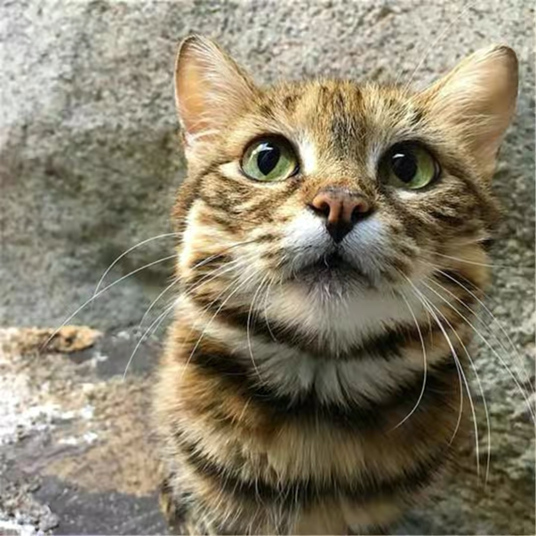 非洲最小的貓堪稱動物殺手，狩獵效率高達60%，血統成難言之隱