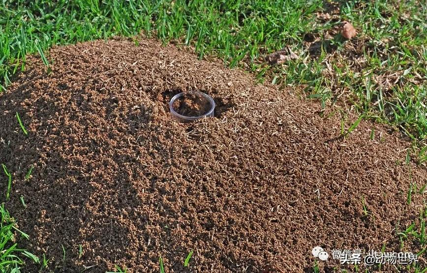 “無敵的”入侵紅火蟻