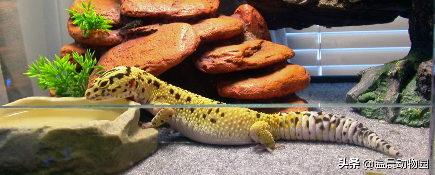 辟谣:豹纹守宫很好养,对环境无高要求?不,养守宫也是有门槛的