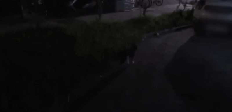 猫咪每日奔袭8公里，只为谈恋爱，谁说异地恋就没有好结局？